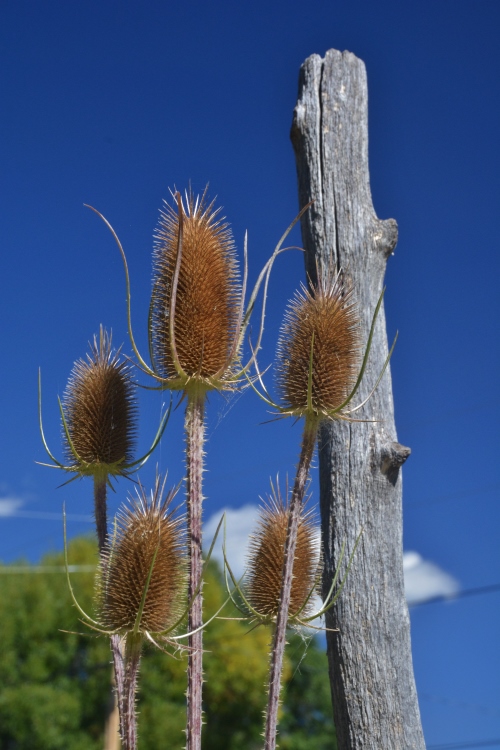 thistle and blue sky